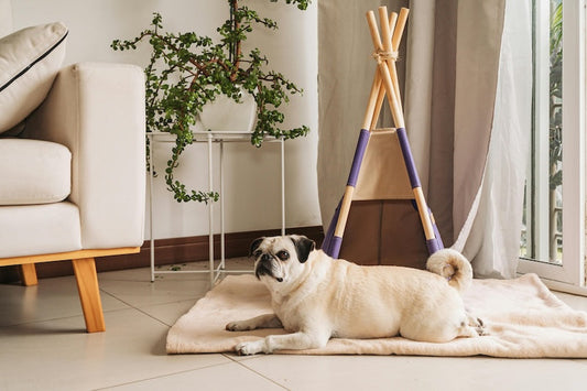 Surpoids chez le chien, les causes, risques et solutions naturelles