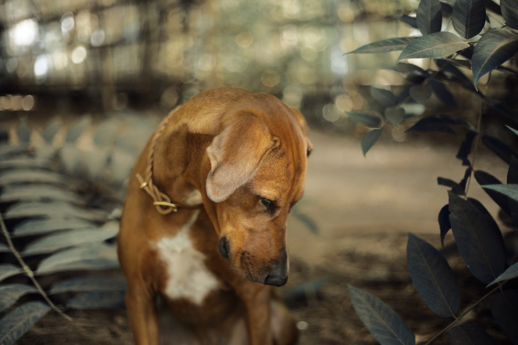 vermifuger son chien 