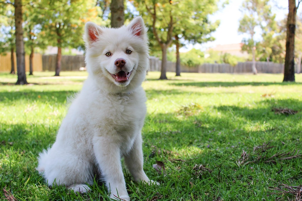 comment se débarrasser des tiques sur mon chien ?