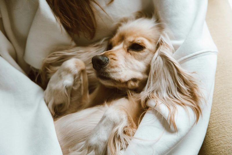 Comment gérer les périodes de mue chez le chien