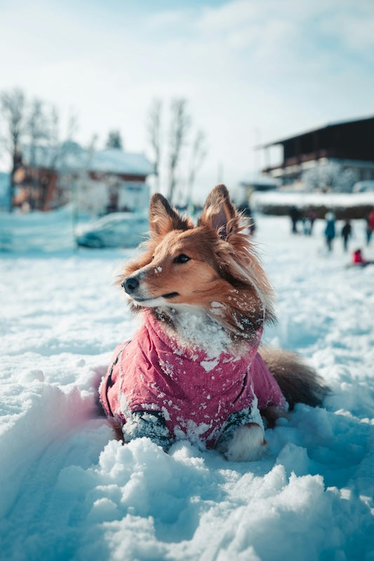 Les coussinets face au froid et à la neige