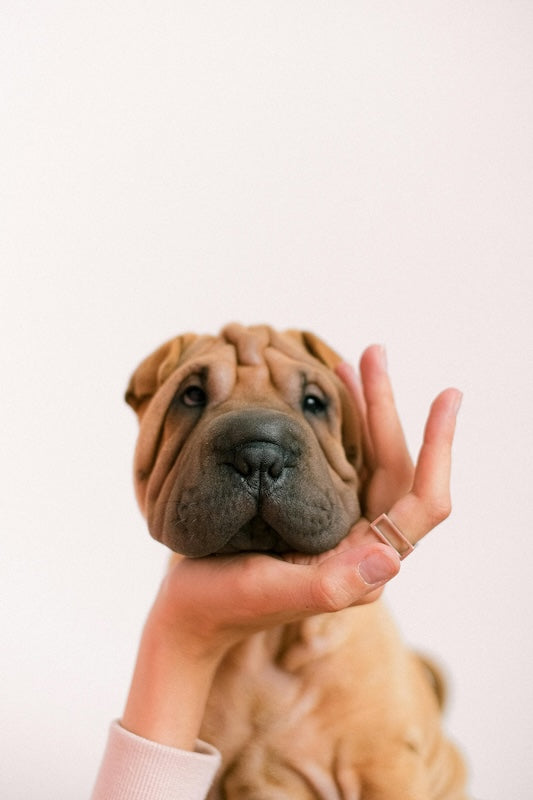 Symptômes, causes et traitement naturel de l’eczéma chez le chien