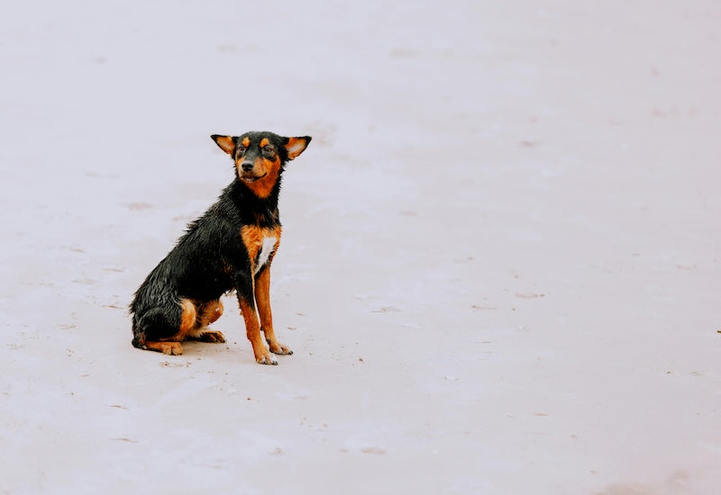 Calendrier lunaire 2026 : quand vermifuger naturellement son chien ?