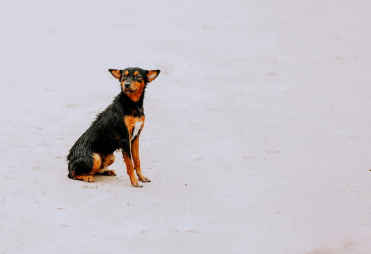 Calendrier lunaire 2026 : quand vermifuger naturellement son chien ?