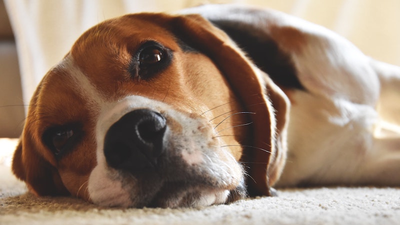 La conjonctivite chez le chien, quel traitement sans ordonnance ?