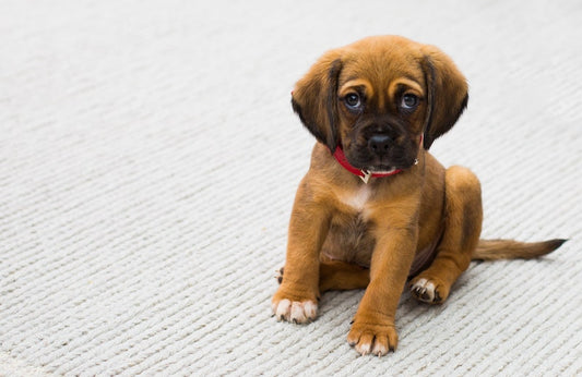 Comment traiter les puces de mon chien naturellement ?