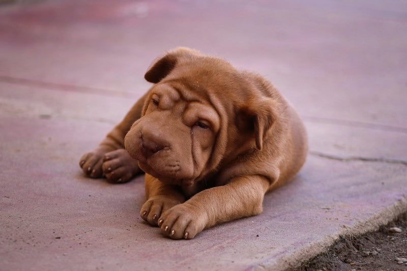 Les problèmes de peau fréquents chez le chien et le chat