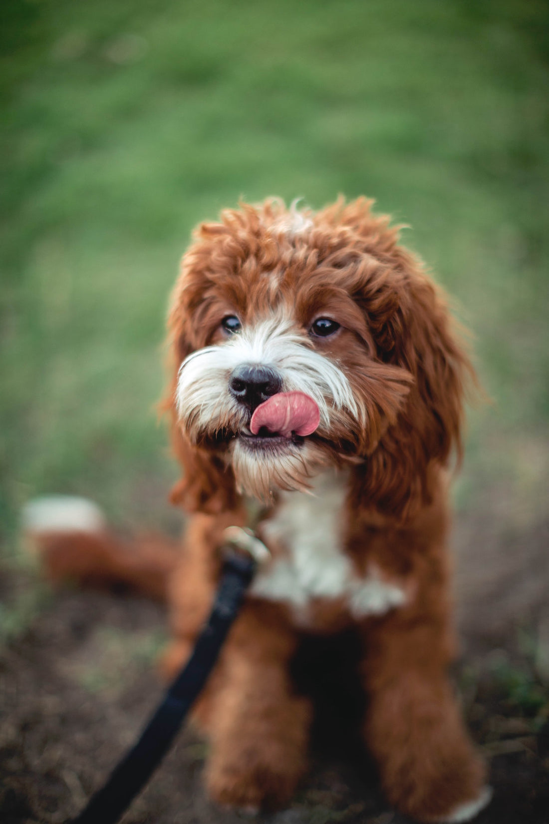 Mon chien a une tique, que faire ?