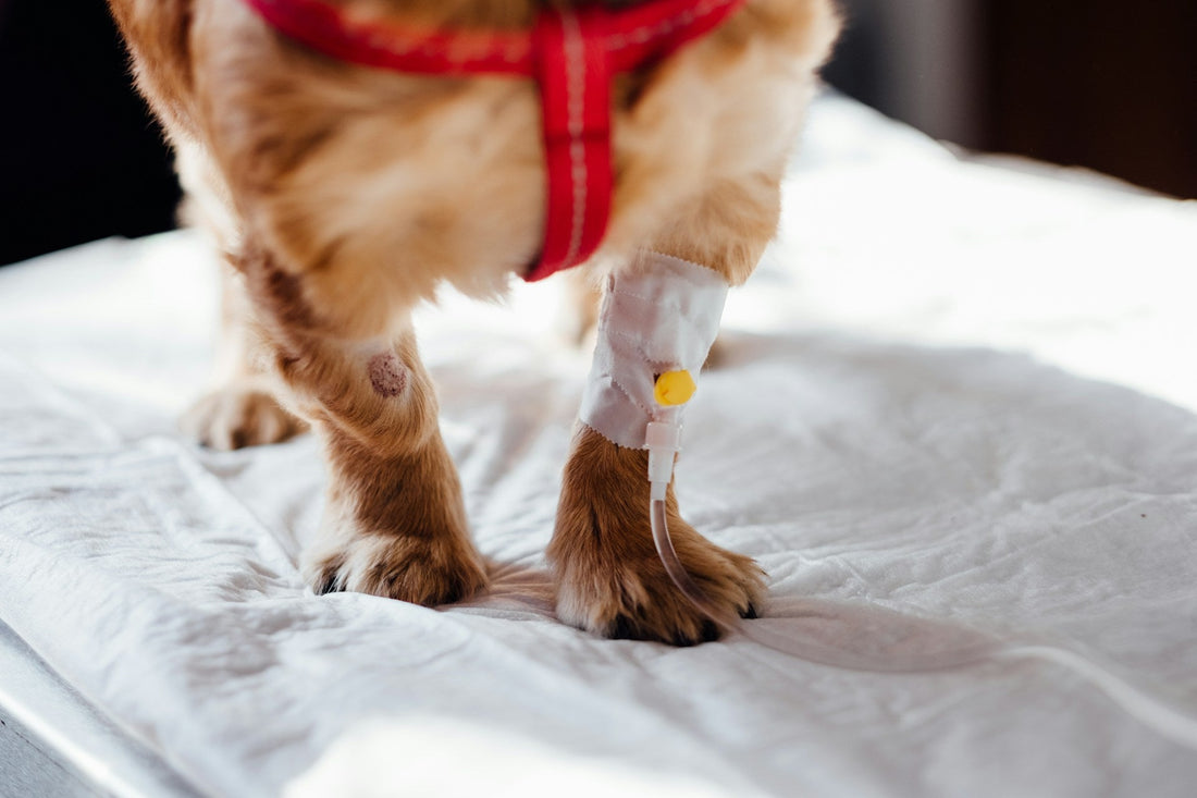 Tout savoir sur la TPLO chez le chien : opération, récupération, risques et prix