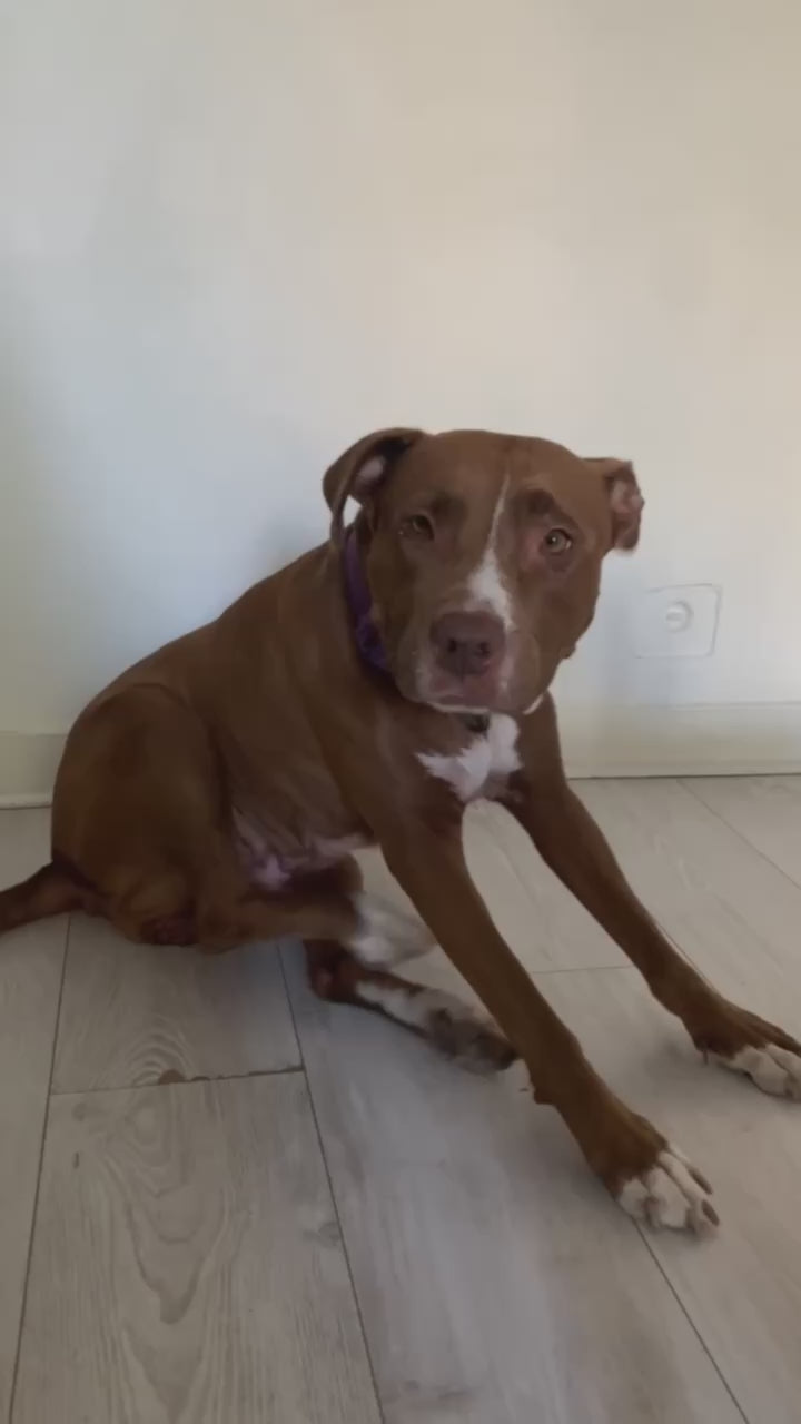 problème de peau chien