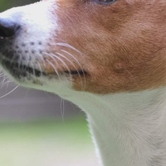 produits naturels chien