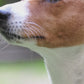 produits naturels chien
