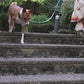 nettoyant des yeux chien 