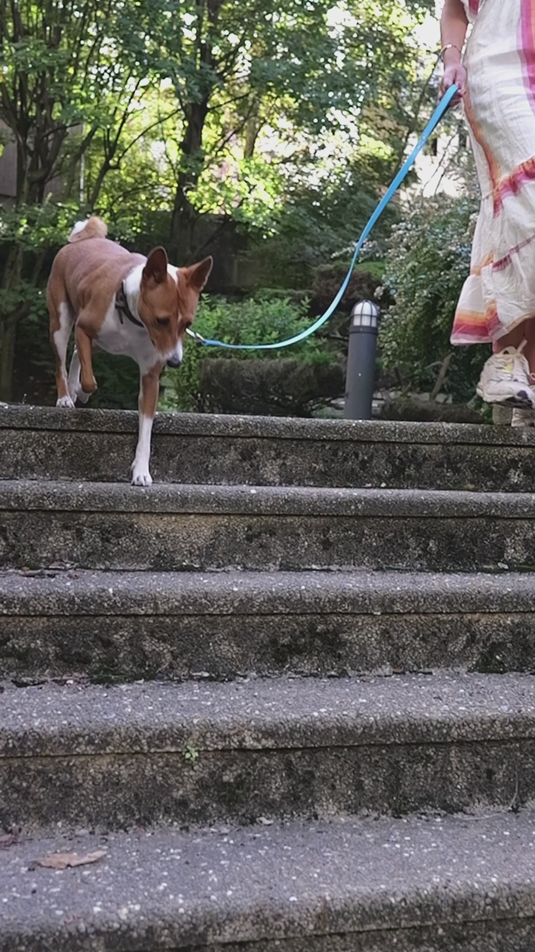 nettoyant des yeux chien 