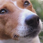 Baume réparateur coussinet et peau Chien BIO