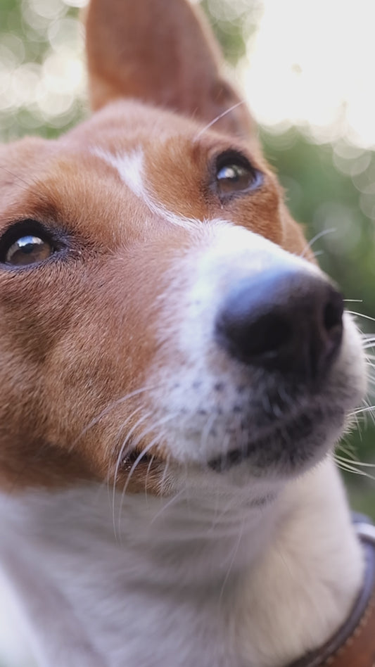 Baume coussinets & peau BIO - Chien
