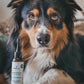 lotion yeux chien et chat